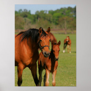 Poster Quartier Cheval Mare Et Foie Debout