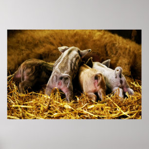 Poster Quatre Bébés Piglet Mangalitsa Porcs Montrant Des 