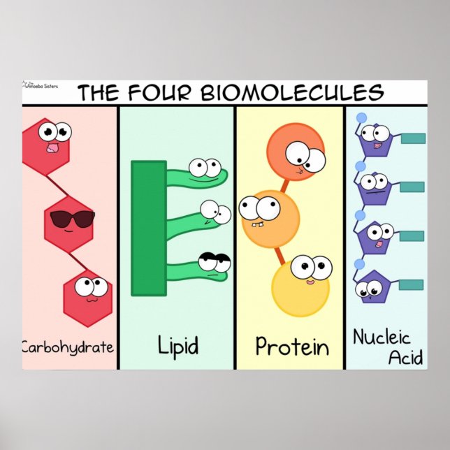 Poster Quatre biomolécules (Devant)