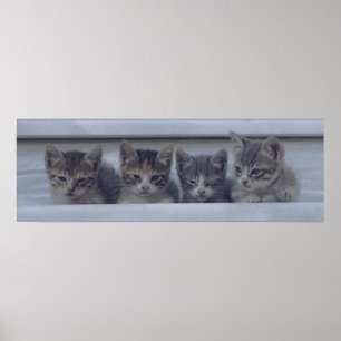 Poster Quatre chatons endormis dans une rangée