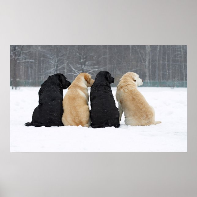 Poster Quatre Chiens Du Labrador En Neige (Devant)