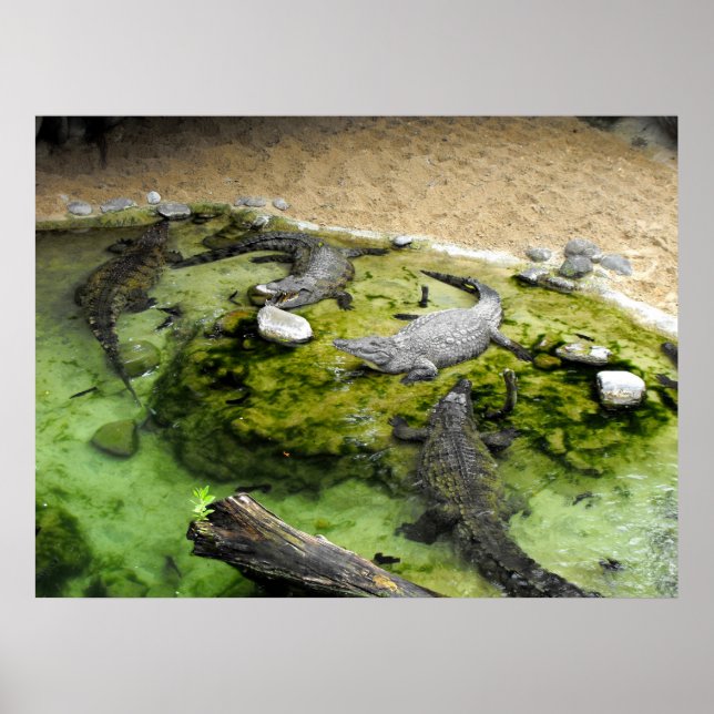 Poster Quatre crocodiles (Devant)