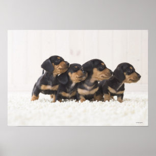 Poster Quatre Mini Dachshund
