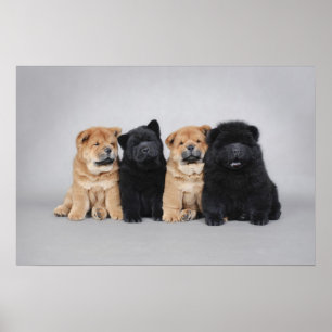 Poster Quatre petits chiots de Chow