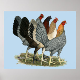 Poster Quatre poules de combat