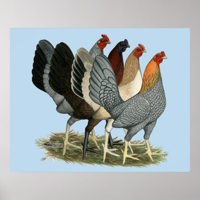 Poster Quatre poules de Gamefowl (Devant)