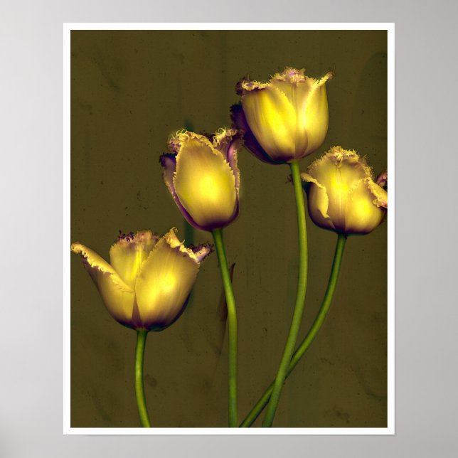 Poster Quatre tulipes (Devant)