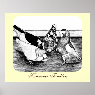 Poster Quatuor Komorner Tumbler