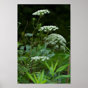 Poster Queen Anne's Lace in Summer