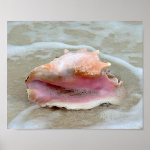Poster Queen Conch dans le Surf, Bahamas 8x10