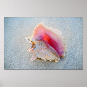 Poster Queen Conch Shell on Bahamas Beach