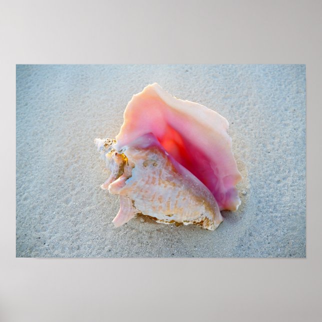 Poster Queen Conch Shell sur Bahamas Beach (Devant)