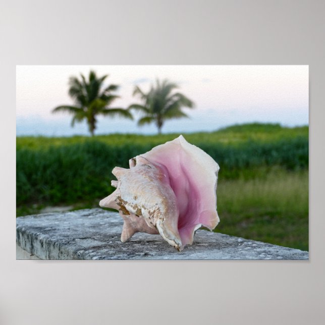 Poster Queen Conch Shell sur un mur, Bahamas (Devant)