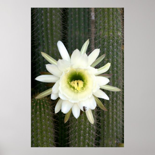 Poster Queen Of The Night Cactus Flower, région de Karoo (Devant)