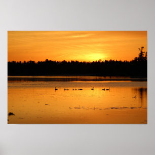 Poster Quelque chose dans l'Orange - Canards