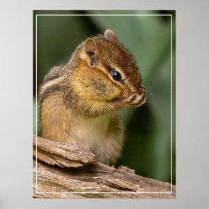 Poster Quelque chose sent Chipmunk