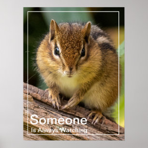 Poster Quelqu'un regarde Chipmunk