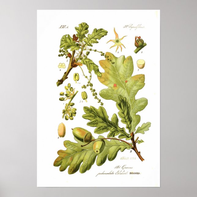 Poster Quercus pedunculata (chêne anglais) (Devant)
