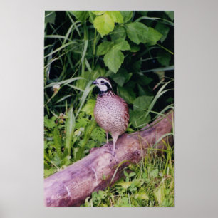 Poster Queue de Bobwhite