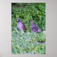 Queue de Bobwhite