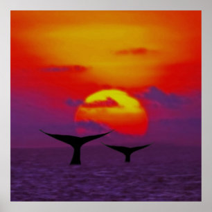 Poster Queues de baleine au coucher du soleil