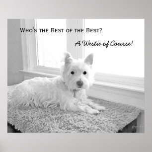 Poster Qui est le meilleur des meilleurs ? Un Westie bien