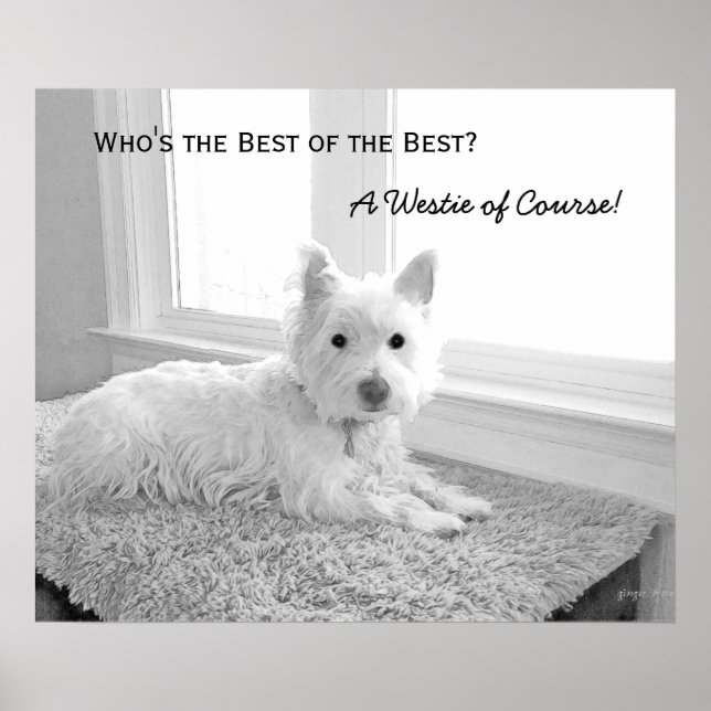 Poster Qui est le meilleur des meilleurs ? Un Westie bien (Devant)