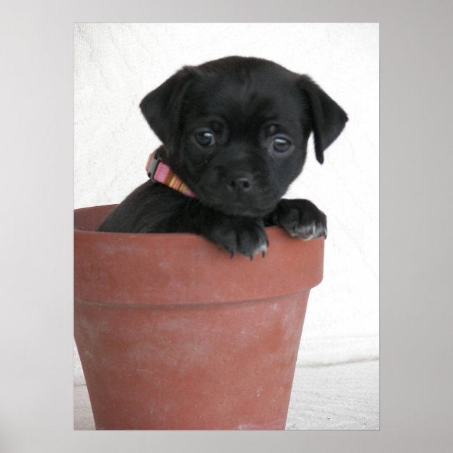 Poster Quoi ? (Devant)