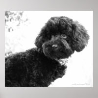Quoi ? / Black Toy Poody in B&W Imprimer