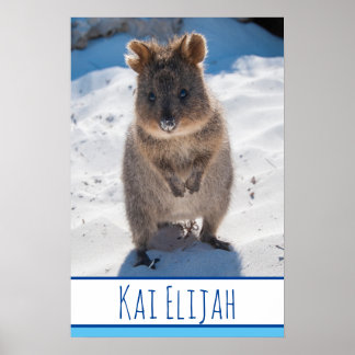 Poster Quokka sur la plage Australia Blue Boys