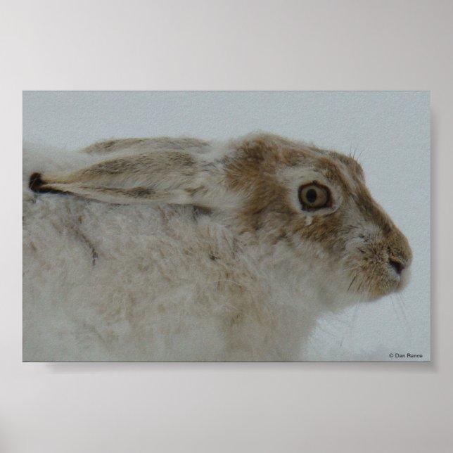 Poster R11 Tir à tête de lièvre de raquette (Devant)