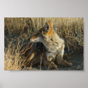 Poster R16 Coyote se grattant