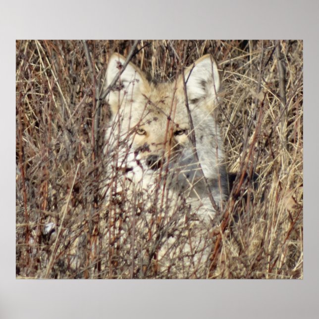 Poster R21 Coyote "Vous regarder" (Devant)