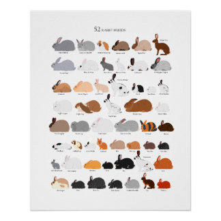 Poster Rabbit breeds chart