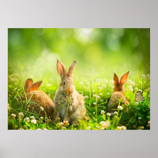 Poster Rabbits d'Easter (Devant)