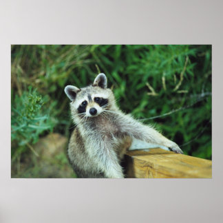 Poster Raccoon #2