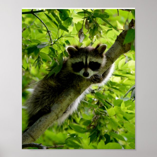 Poster Raccoon dans Green Tree Cute gris masqué raccoon (Devant)