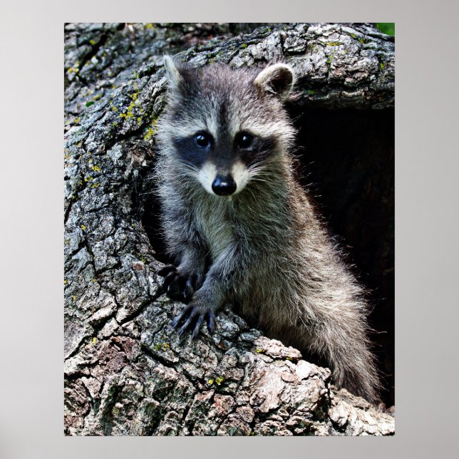 Poster Raccoon dans le Den (Devant)