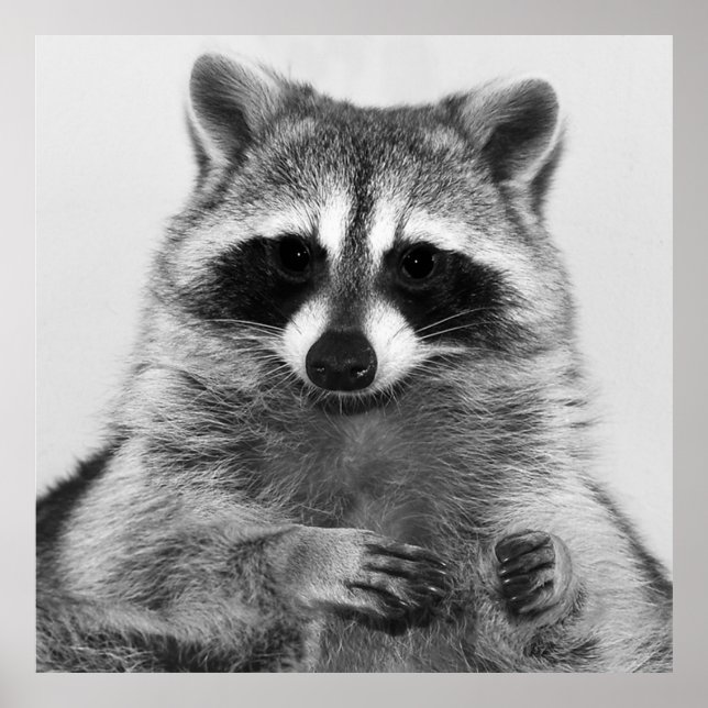 Poster Raccoon noir et blanc (Devant)