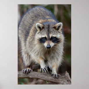 Poster Raccoon, Procyon lotor, Floride, USA 2