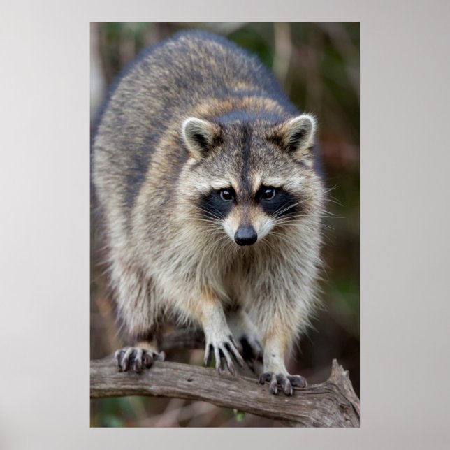 Poster Raccoon, Procyon lotor, Floride, USA 2 (Devant)