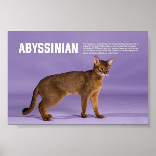 Poster Race de chats abyssiniens