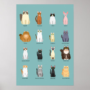 Poster races de chats, divers chats,art des chats
