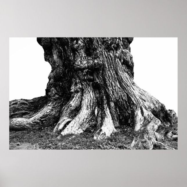 Poster Racines (Devant)