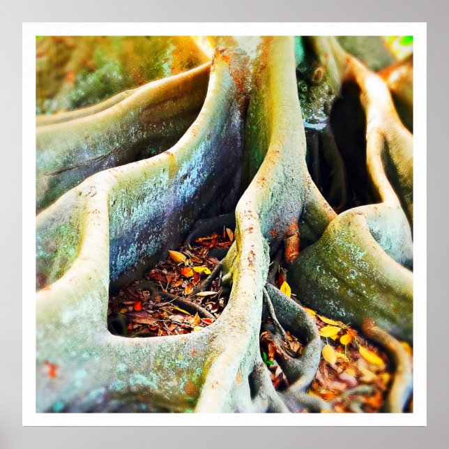 Poster Racines de figuiers de la baie de Moreton (Devant)