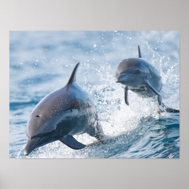 Poster Racing Bottlenose Dolphins Duo Office et Dorm (Devant)