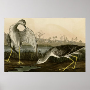 Poster Raconte Godwit
