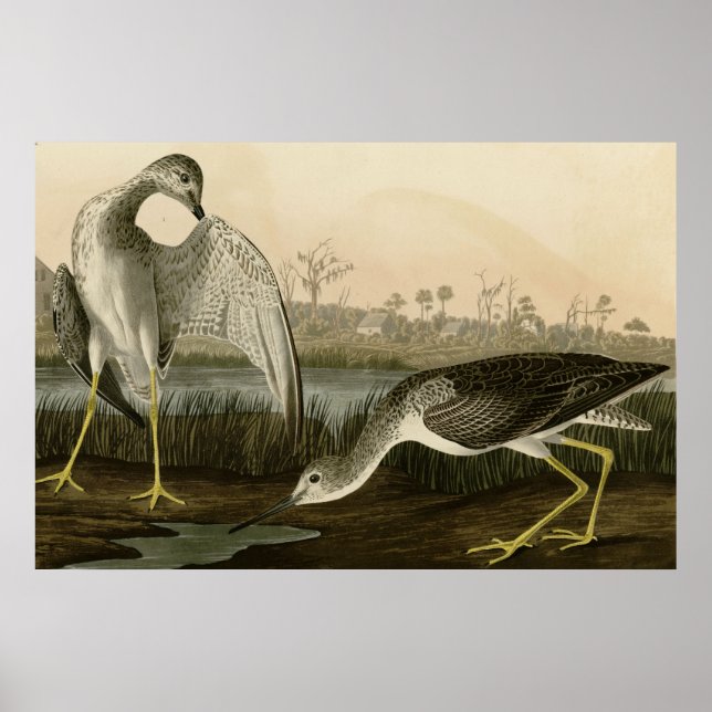 Poster Raconte Godwit (Devant)