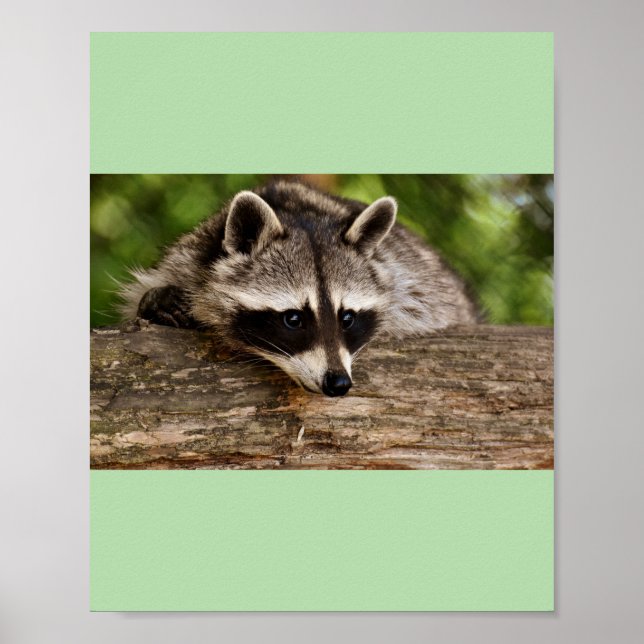Poster racoon (Devant)