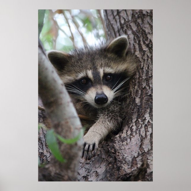 Poster Racoon (Devant)